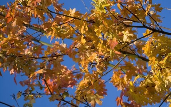 It Is All About the Truth