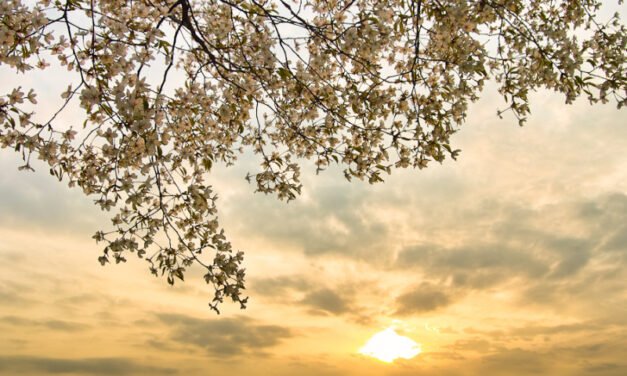 Meditation Benefits