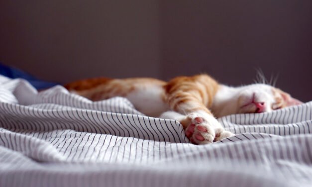 I Said “Goodbye Forever” To My Insomnia