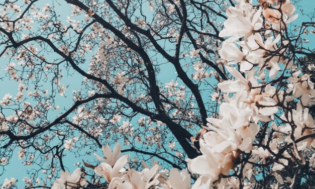 Meditation Story: Happiness I Knew Only In Theory, Becomes Realized