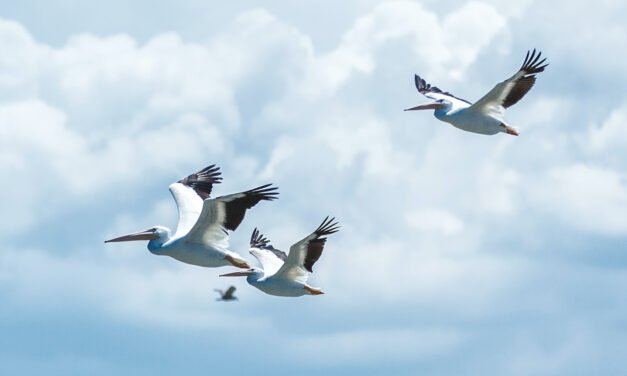 After Solving My Questions Of Life, I Became As Free As A Bird